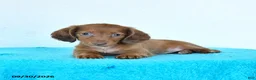 Miniature Dachshund dogs for sale: Clover - Ad 4