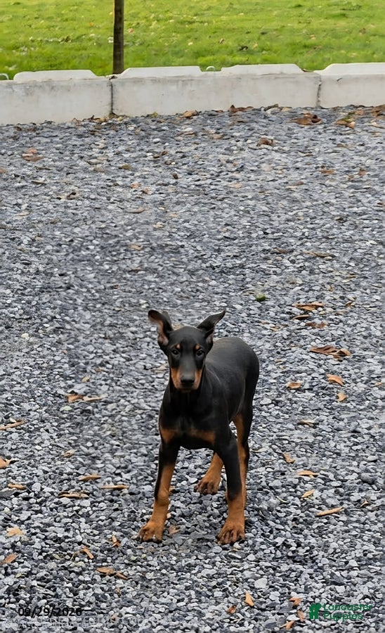 Rosie