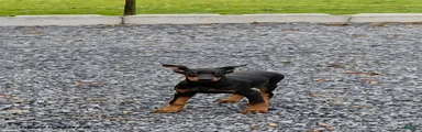 Rosie