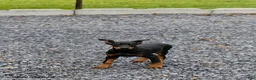 Doberman Pinscher dogs for sale: Rosie - Ad 1