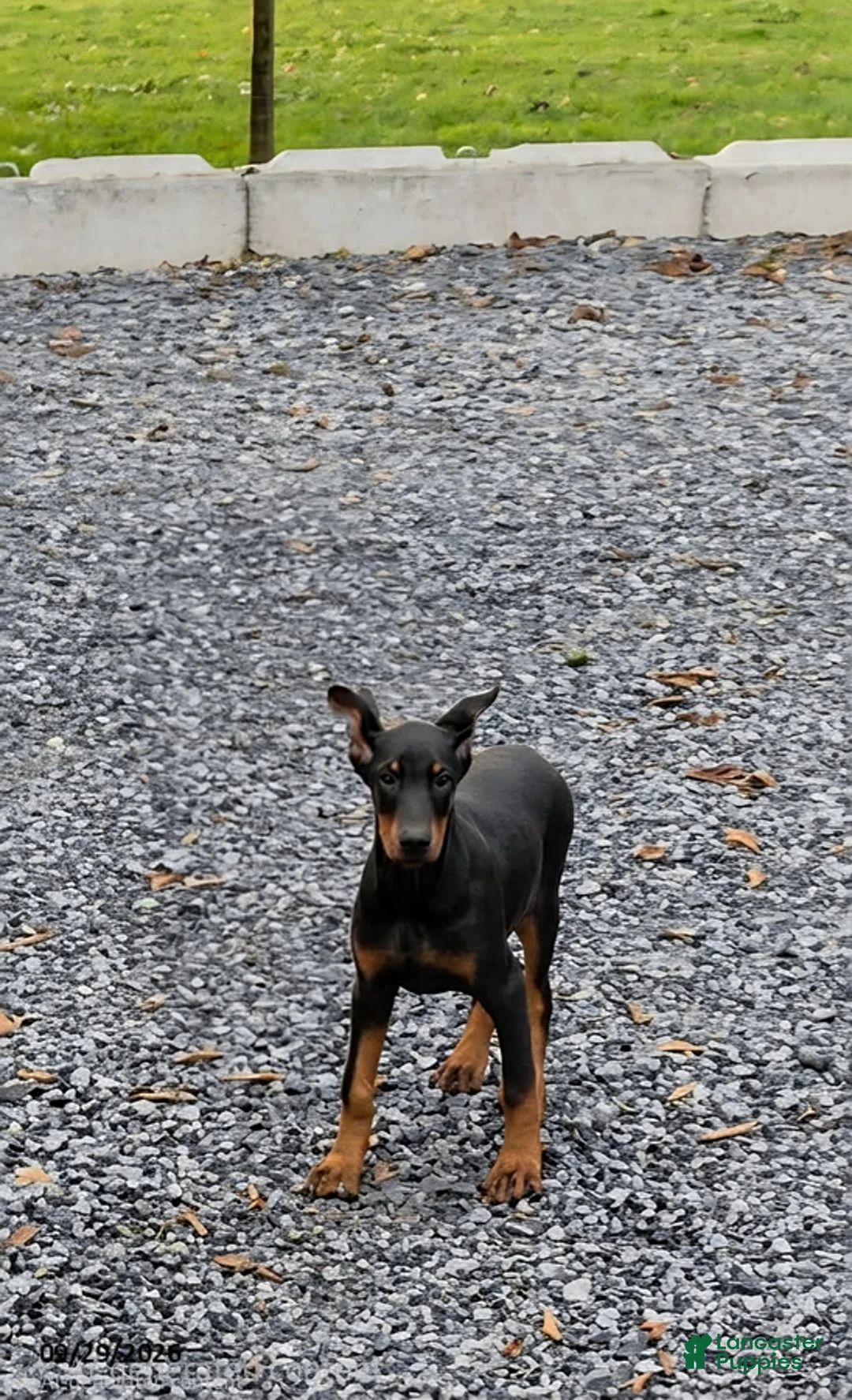 Doberman Pinscher dogs for sale: Rosie - Ad 1