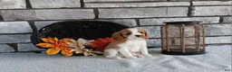 Cavalier King Charles Spaniel dogs for sale: Buster - Ad 3