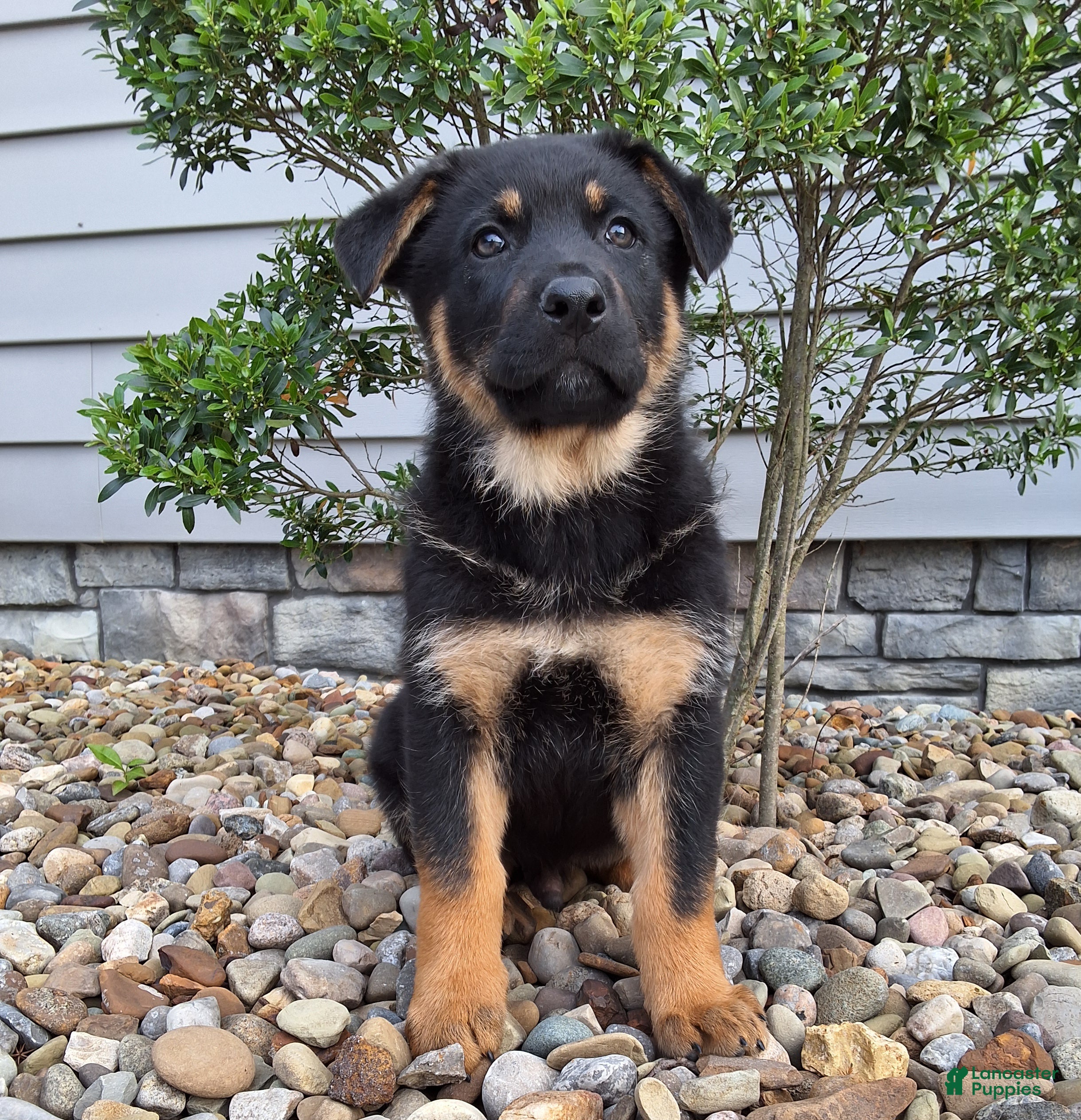 German Shepherd dogs Almanzo - Ad 1