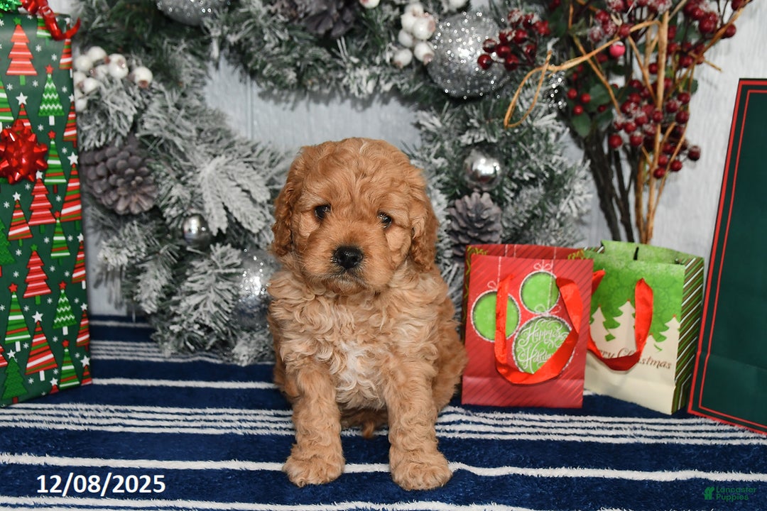 Cockapoo dogs for sale: Ranger - Ad 3