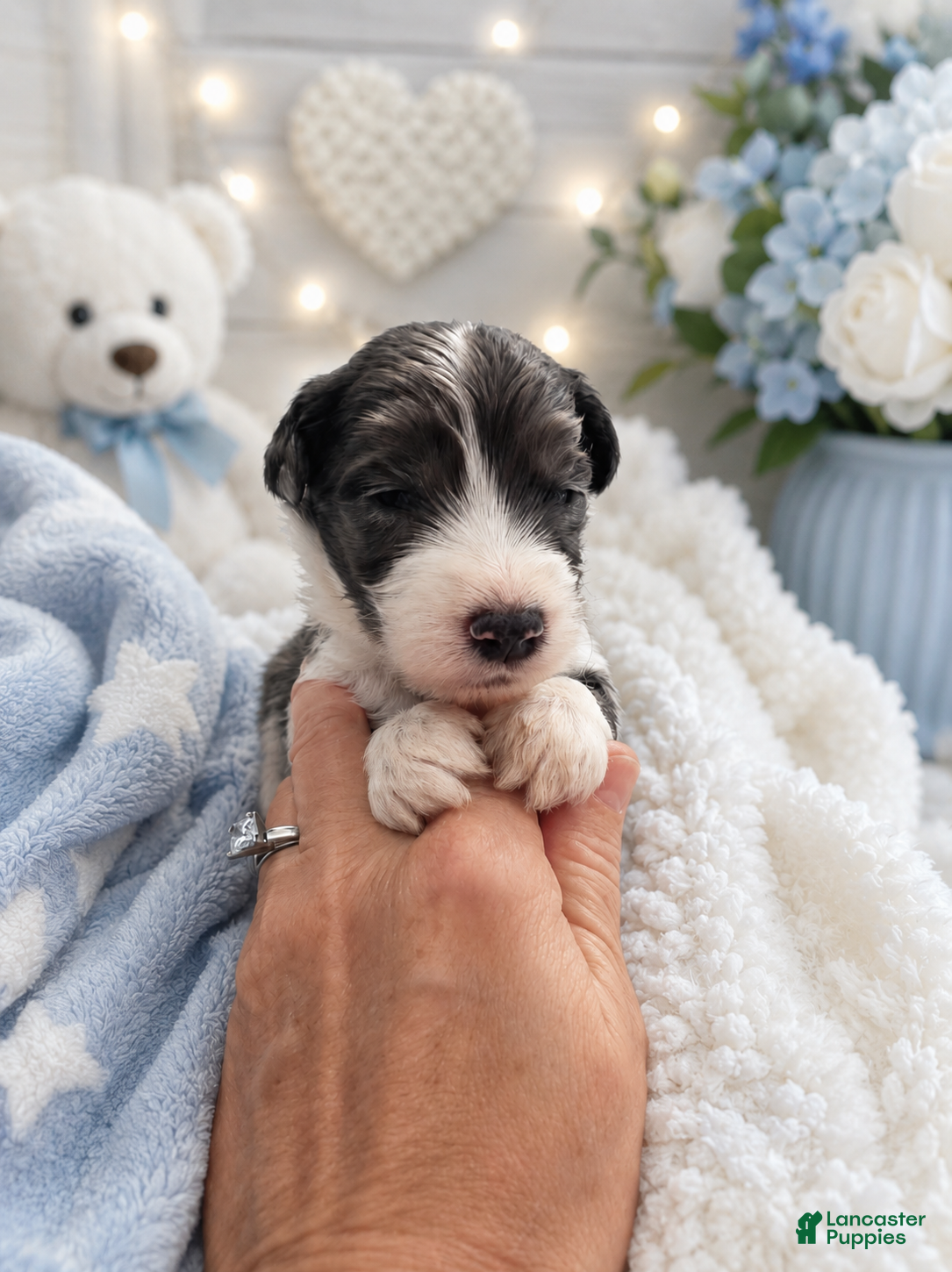 Sheepadoodle dogs Sheepadoodle 10 - Ad 2