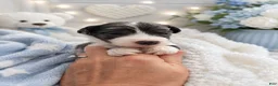 Sheepadoodle dogs for sale: Sheepadoodle 10 - Ad 2