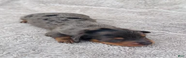AKC Longhair Dapple Boy Mini Dachshund