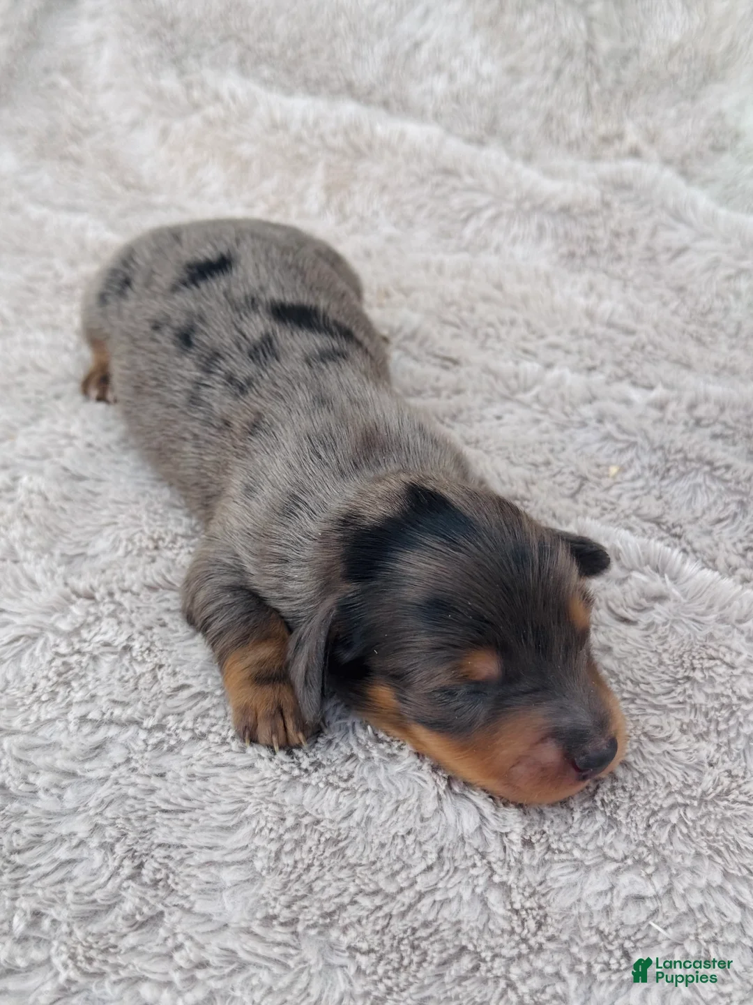 Miniature Dachshund dogs for sale: AKC Longhair Dapple Boy Mini Dachshund - Ad 1