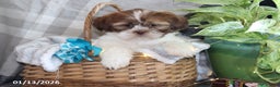 Shih Tzu dogs for sale: Shem - Ad 2