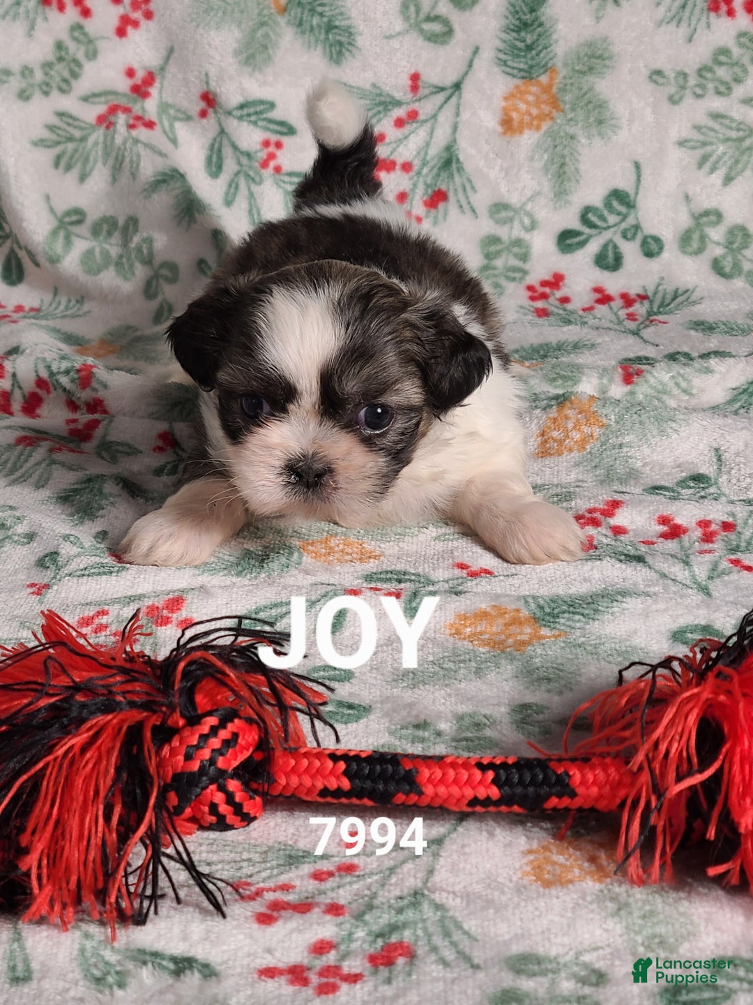 Shih Tzu dogs for sale: Joy  - Ad 5