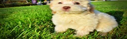 Havapoo dogs for sale: Daisy - Ad 14