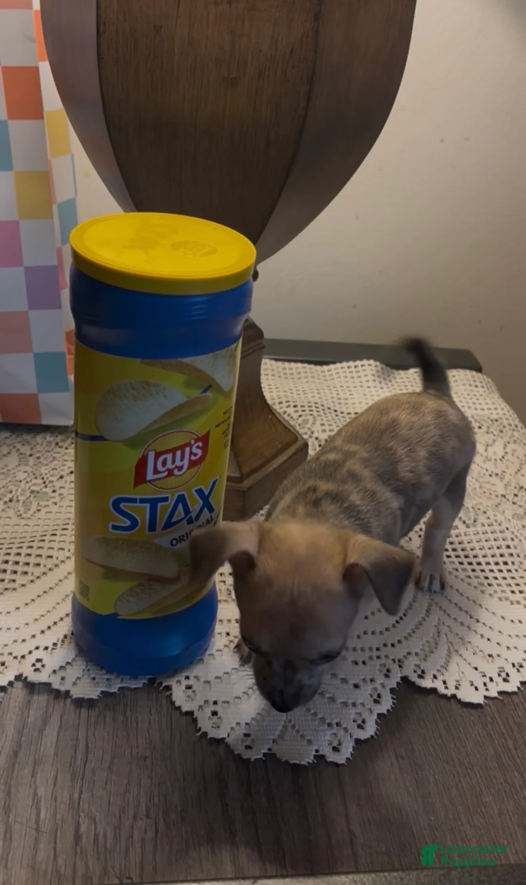 Chiweenie dogs for sale: Fireball - Ad 3