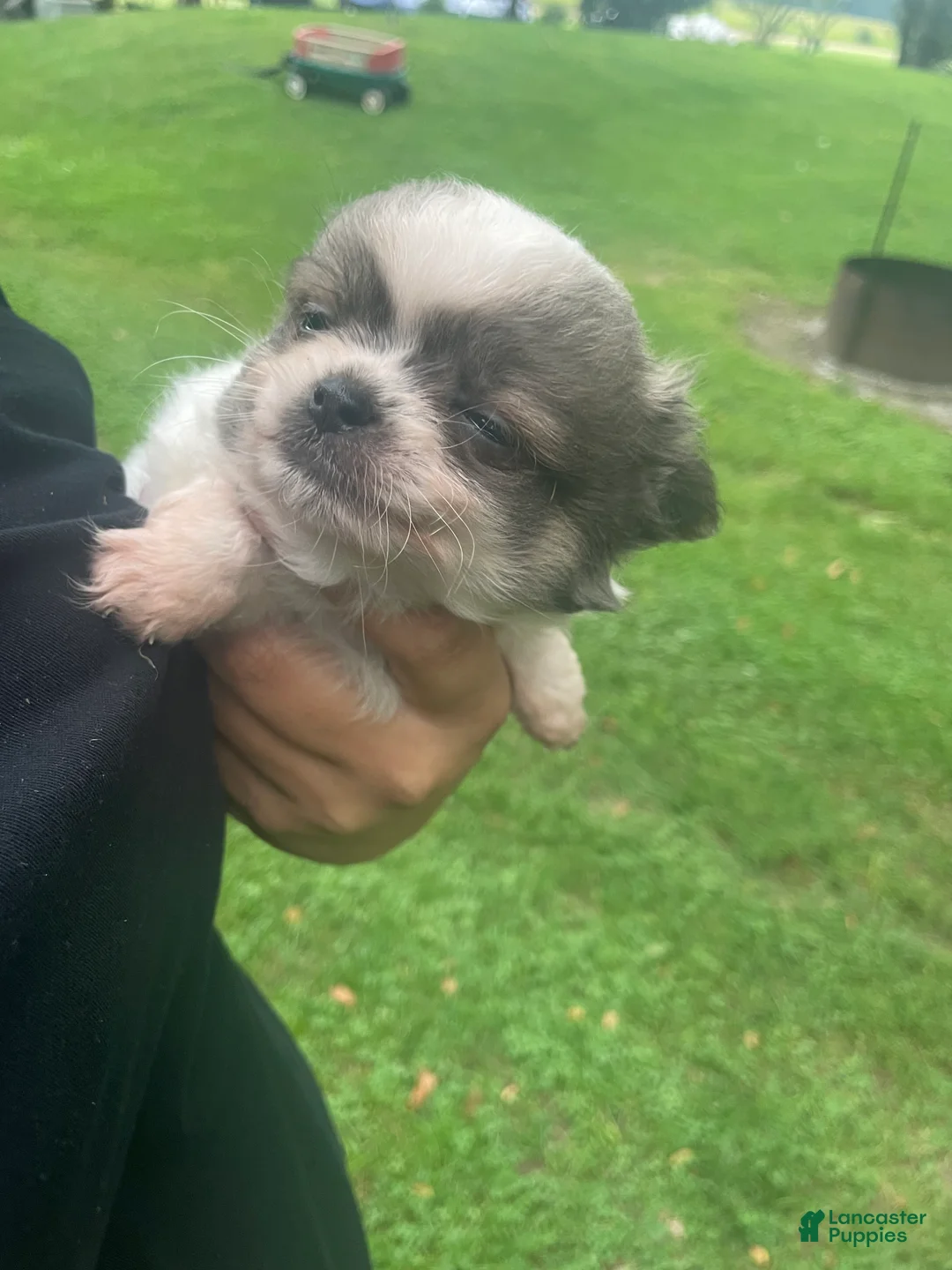 Chihuahua dogs for sale: Bandit  - Ad 2