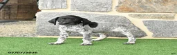 German Shorthaired Pointer dogs for sale: Rosebud - Ad 3