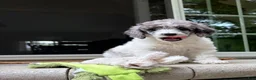 Standard Poodle dogs for sale: Fern AKC Standard Poodle - Ad 12