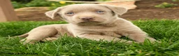 Labrador Retriever dogs for sale: Ghost  - Ad 4
