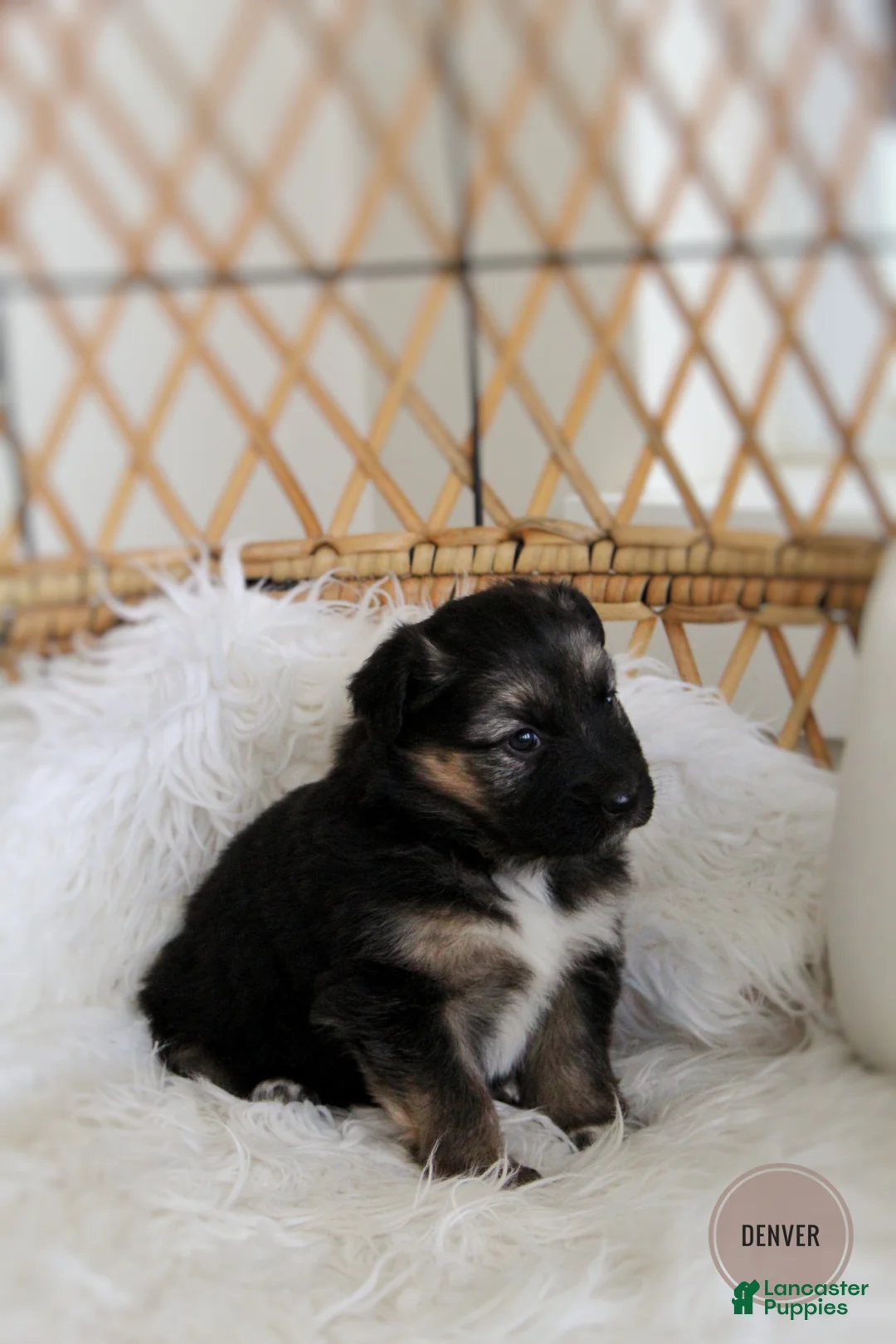 Mixed Breed dogs for sale: Denver  - Ad 4