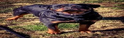 Rottweiler dogs for sale: Rottweiler 1 - Ad 32