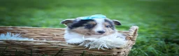 Mixed Breed dogs for sale: Graham🐶 - Ad 8