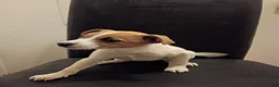 Jack Russell Terrier dogs for sale: Tracy  - Ad 2