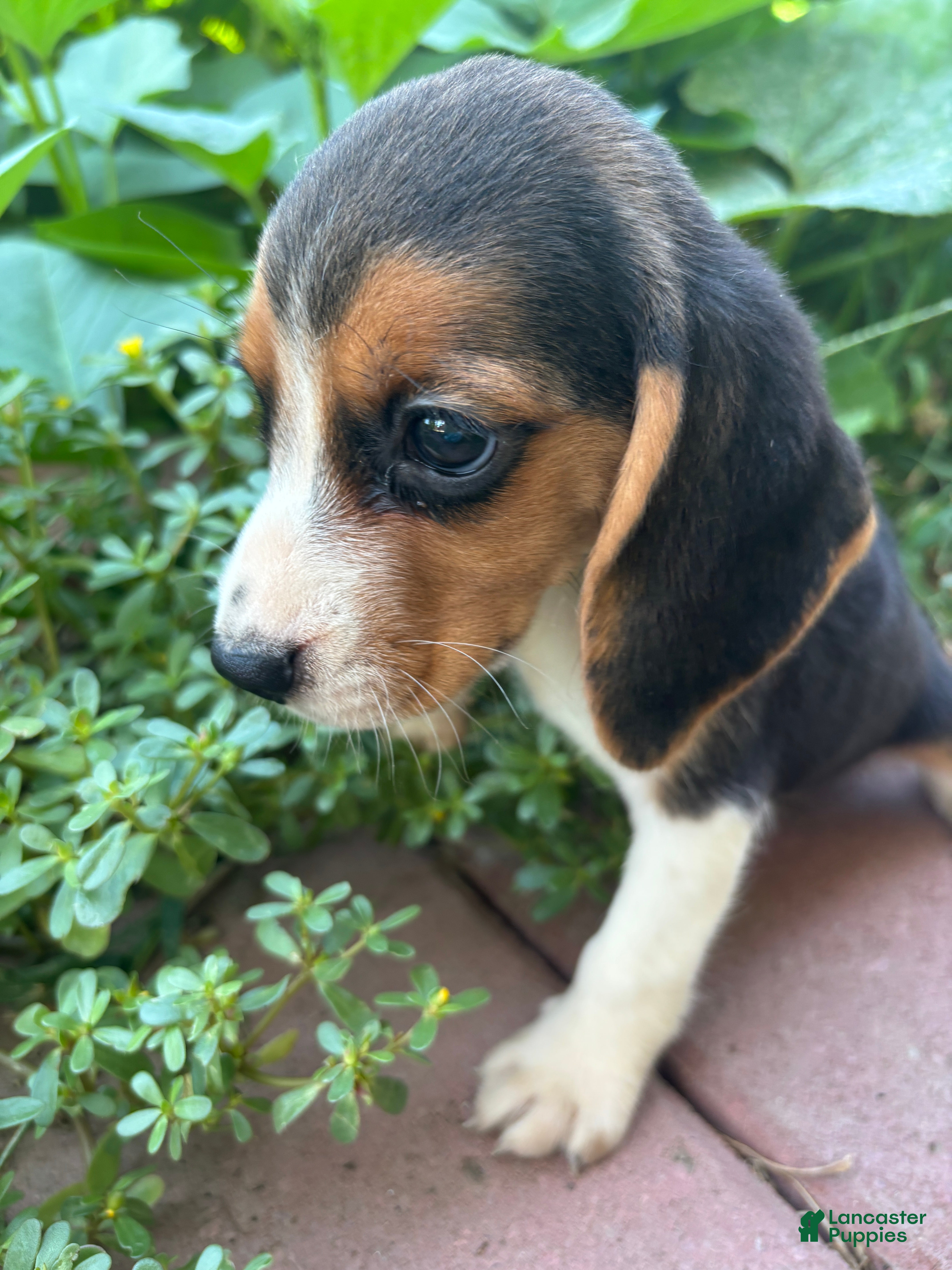 Beagle dogs Zoey - Ad 2
