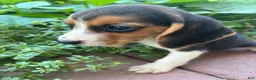 Beagle dogs for sale: Zoey - Ad 2