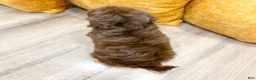 Havanese dogs for sale: Amelia - Ad 5
