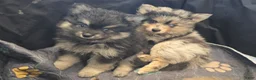 Pomsky dogs for sale: Black boy - Ad 1