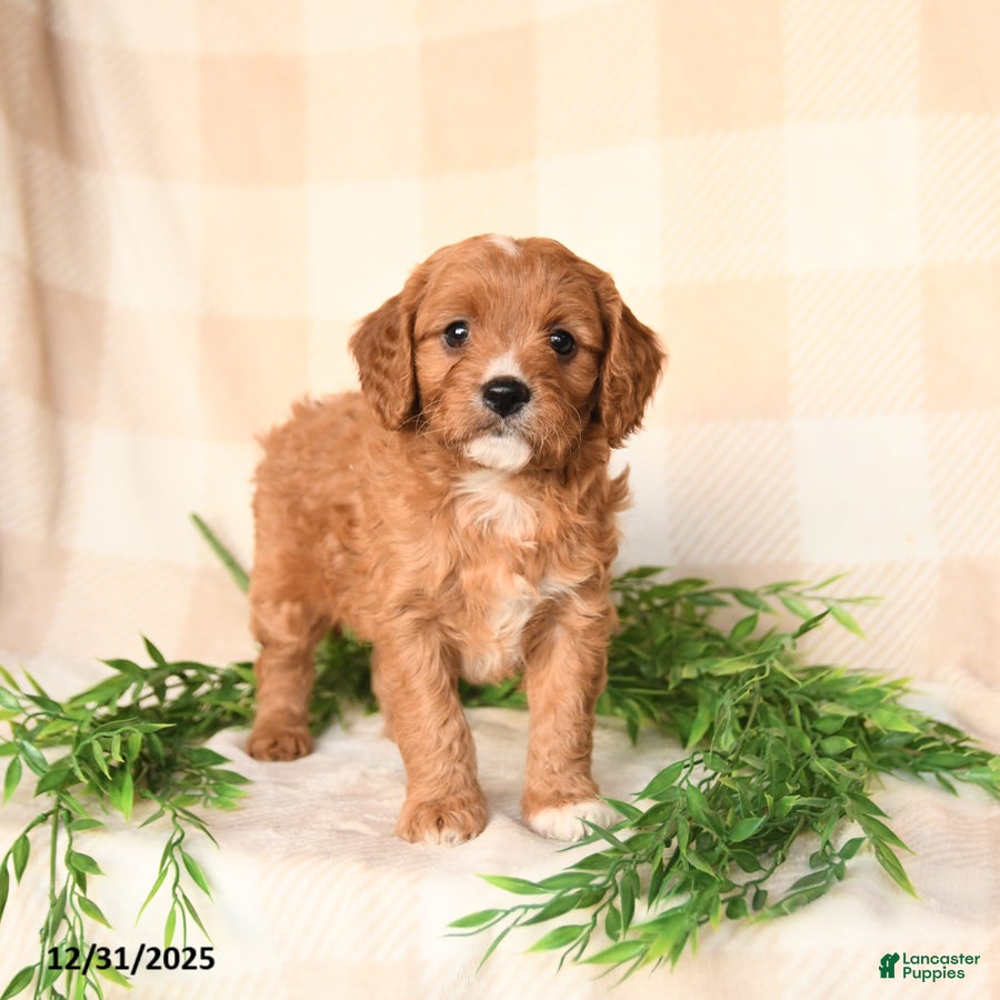 Cavapoo dogs Cody - Ad 35