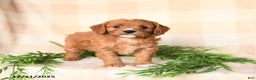 Cavapoo dogs for sale: Cody - Ad 1