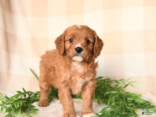 Cavapoo dogs Cody - Ad 35