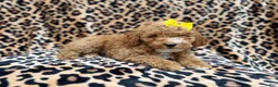 Cockapoo dogs for sale: Reagan - Ad 7