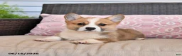 Welsh Corgi Pembroke dogs for sale: Maple   - Ad 5
