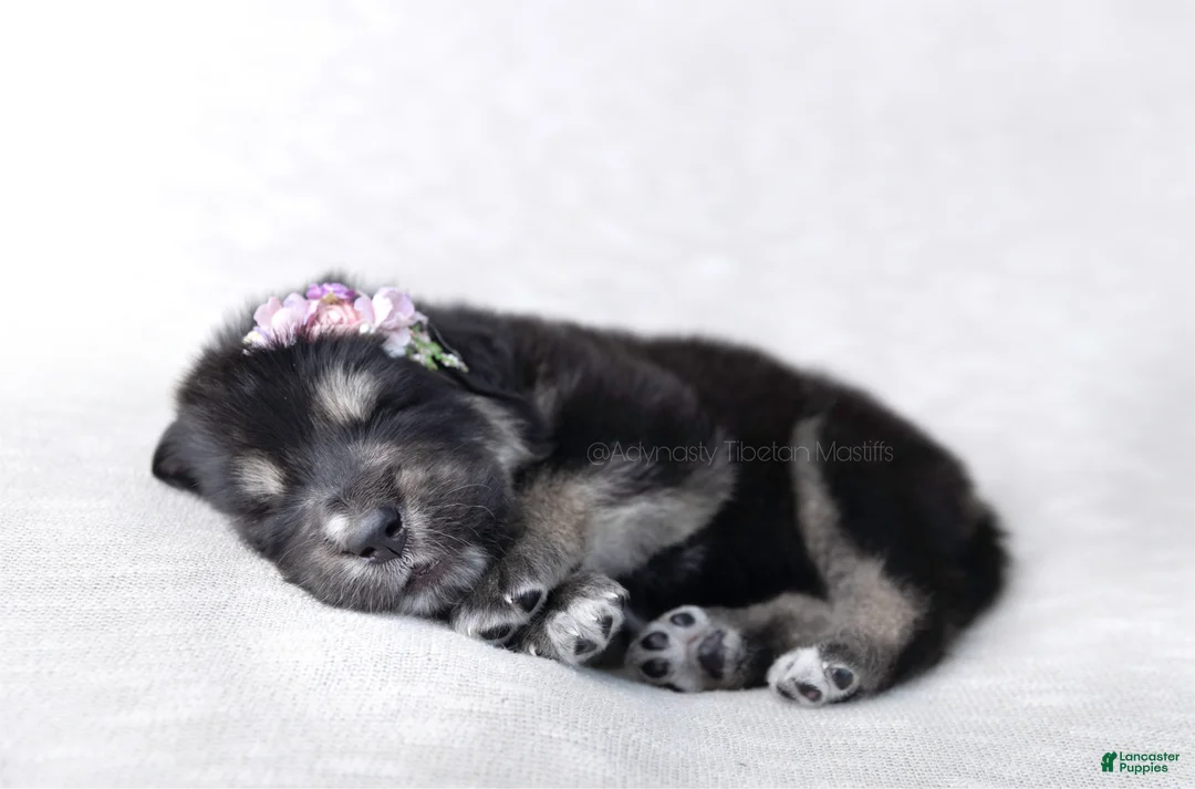 Tibetan Mastiff dogs for sale: Tibetan Mastiff Puppy | Yellow Girl - Ad 12