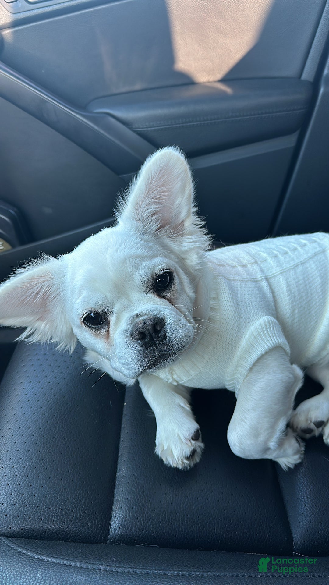 French Bulldog dogs for sale: Luca - Ad 8