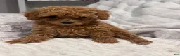 Toy Poodle dogs for sale: Tiny Feona- POTTY TRAINED_ AKC Genetically tested Parents - Ad 2