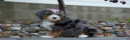 Mini Bernedoodle dogs for sale: 🐾 Primrose 🐾 - Ad 11