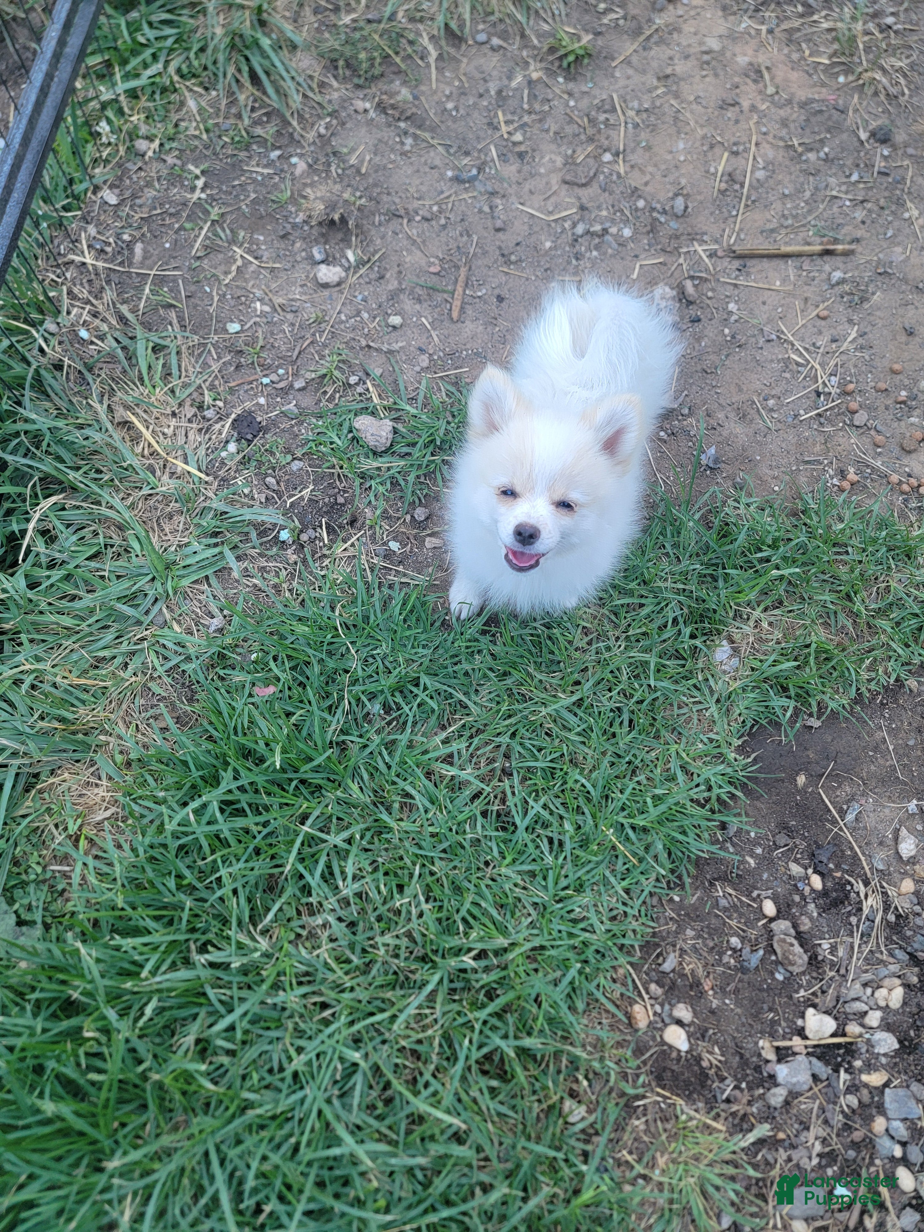 Pomeranian dogs Arcanine - Ad 2