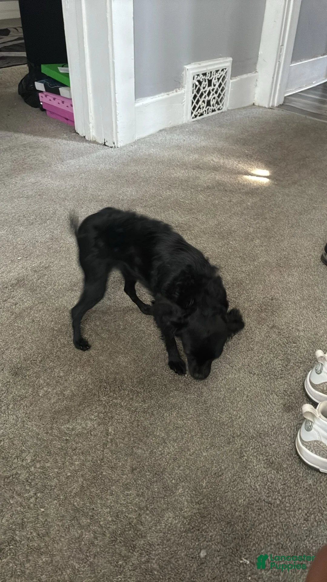 Mixed Breed dogs for sale: Mixed Breed 1 - Ad 2