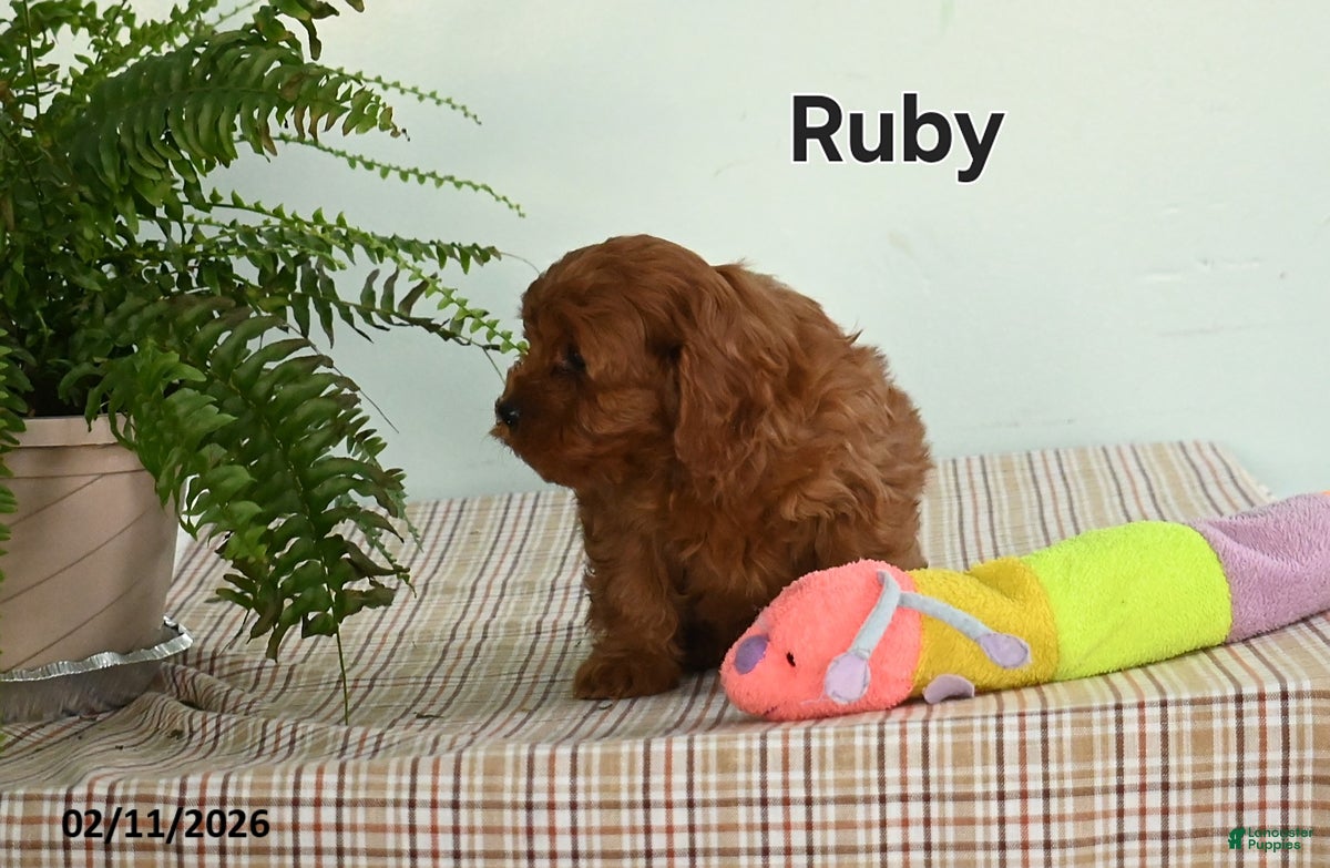Cavapoo dogs Ruby - Ad 2