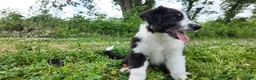 Australian Shepherd dogs for sale: Carolina - Ad 4