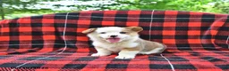 Welsh Corgi Pembroke dogs for sale: Patrick - Ad 4