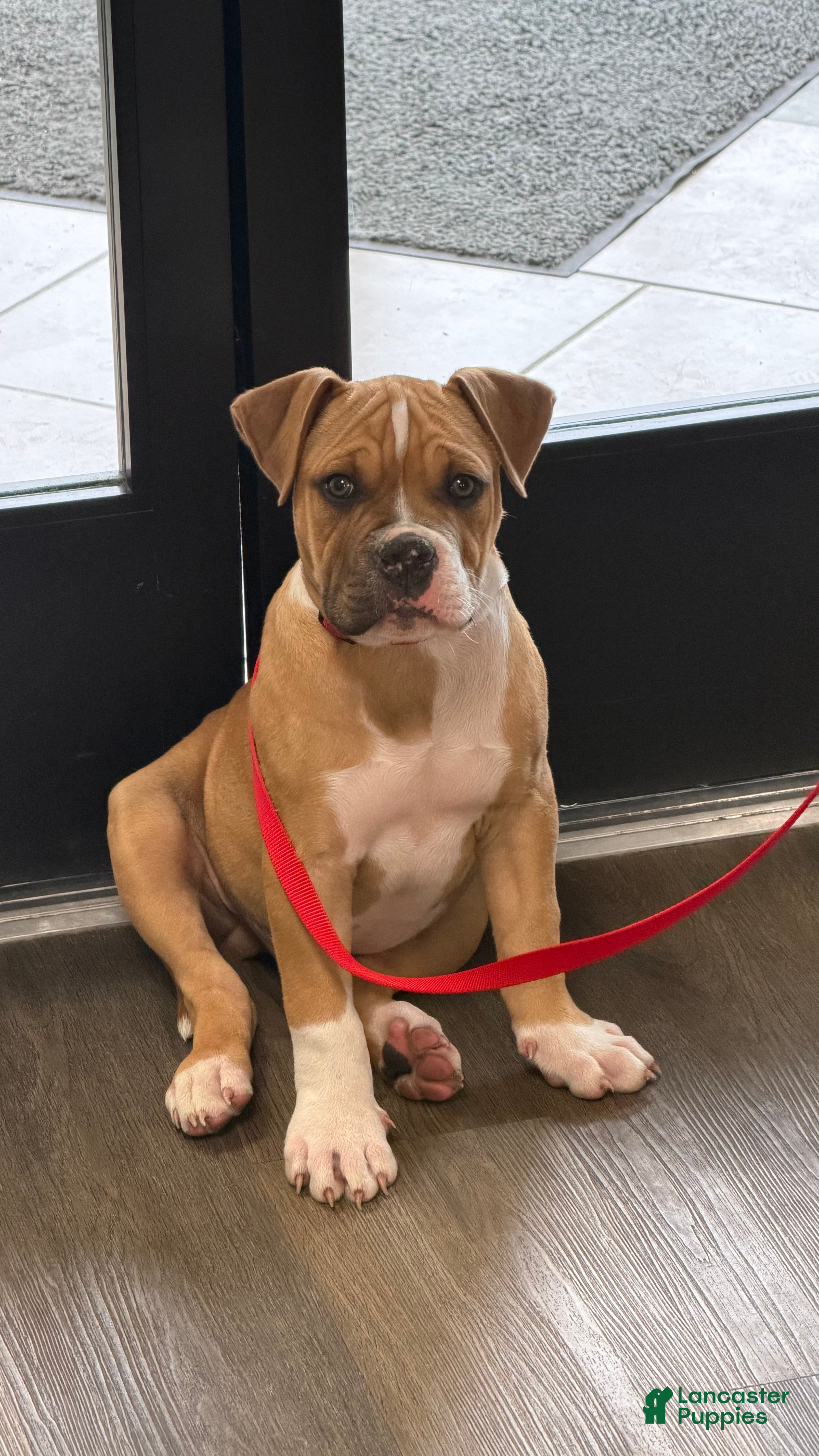 Alapaha Blue Blood Bulldog dogs BEA Riot - Ad 1