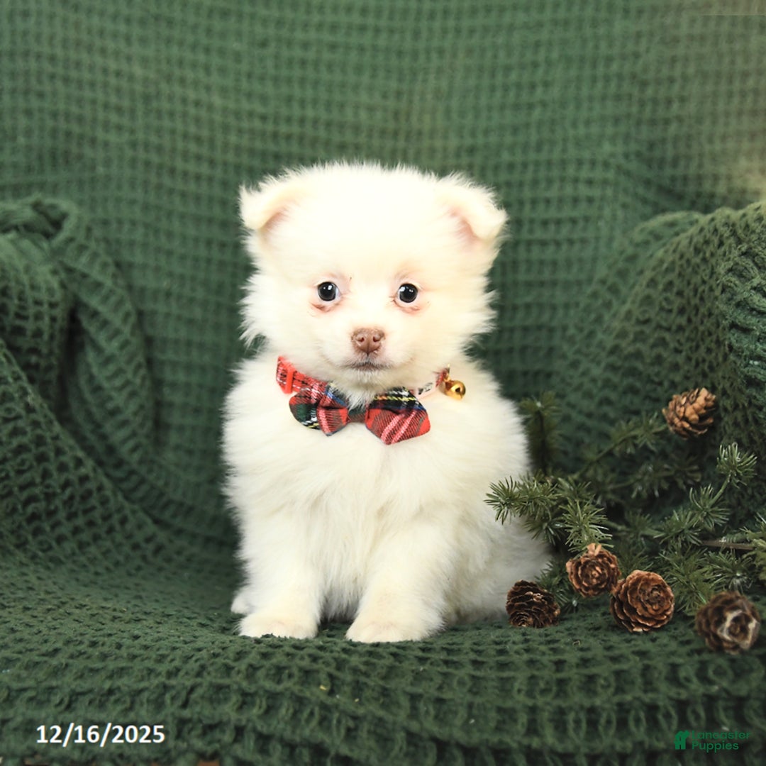 Pomeranian dogs for sale: Snowflake - Ad 5