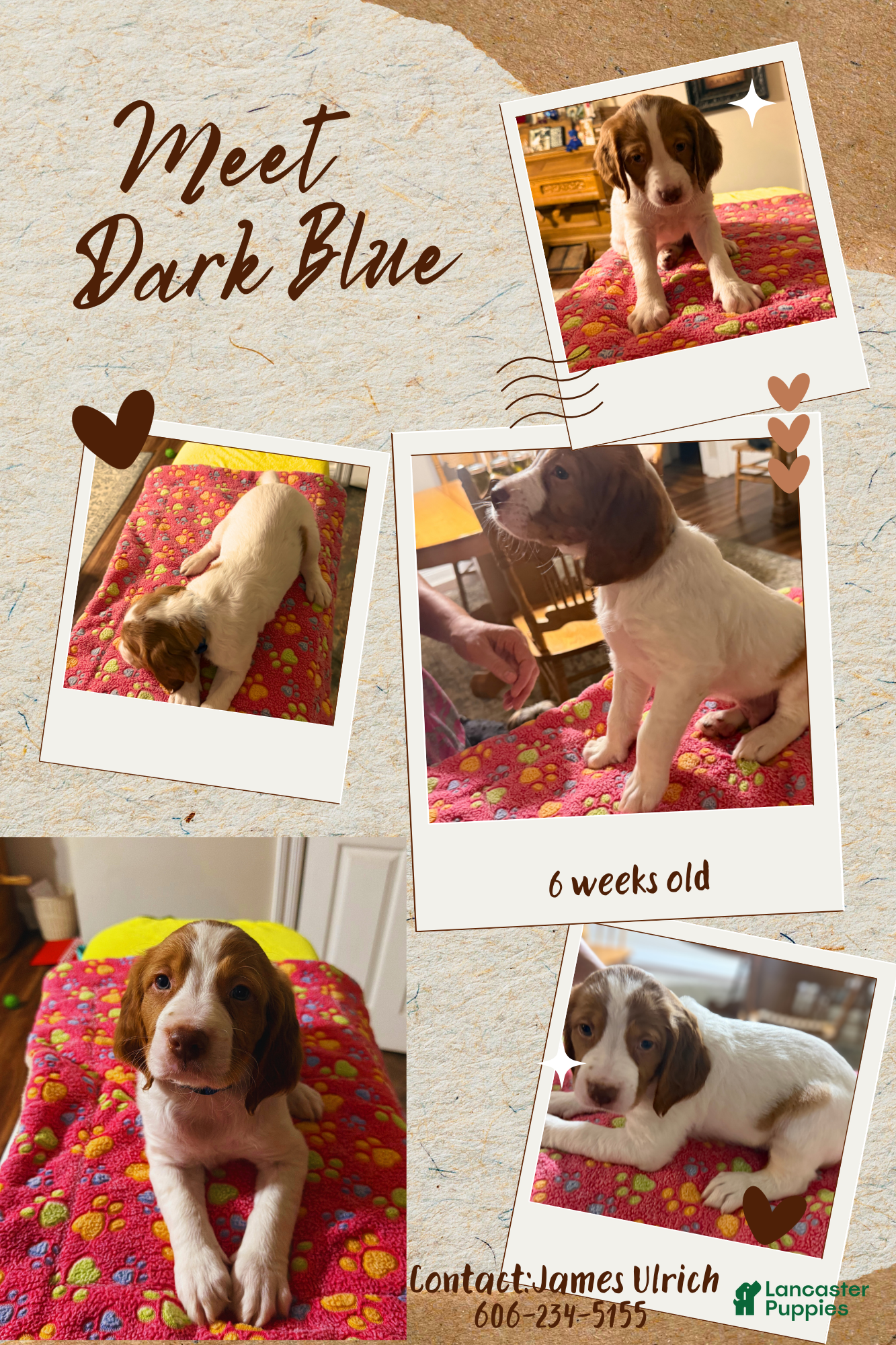 Brittany Spaniel dogs for sale: Brittany Spaniel 4 - Ad 4