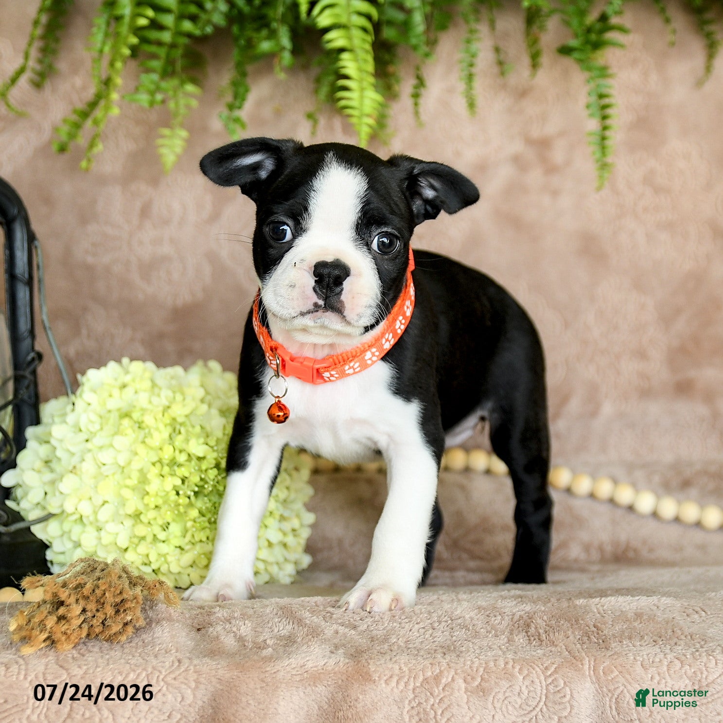 Boston Terrier dogs Dandy - Ad 2