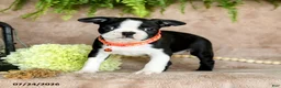 Boston Terrier dogs for sale: Dandy - Ad 2