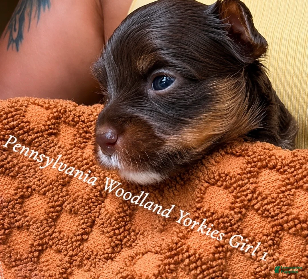Yorkshire Terrier dogs for sale: Yorkshire Terrier 2 - Ad 2