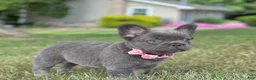 French Bulldog dogs for sale: Chai video ad - Ad 3