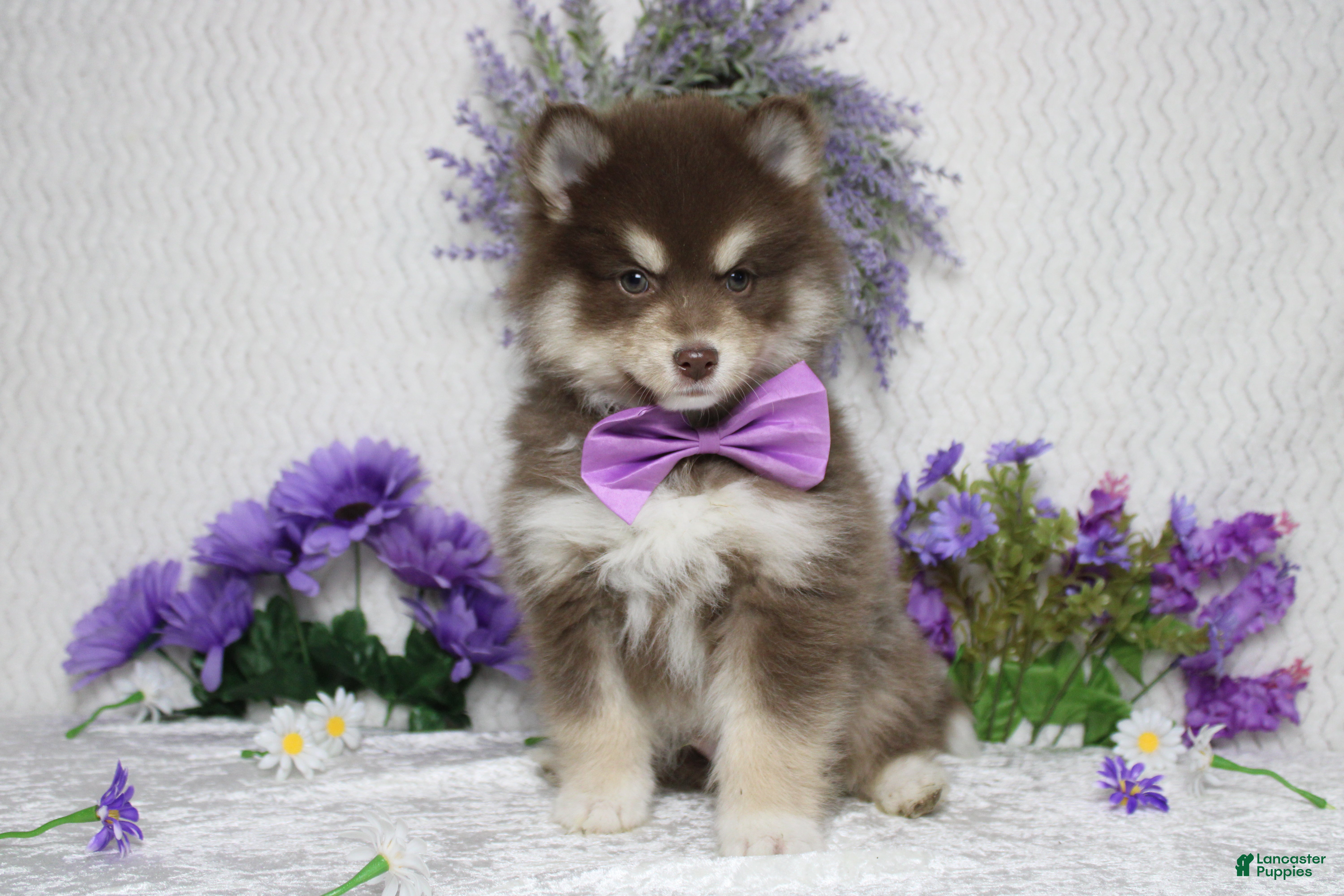 Pomsky dogs Huey  - Ad 10